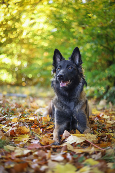 Brusinka Villi Virta