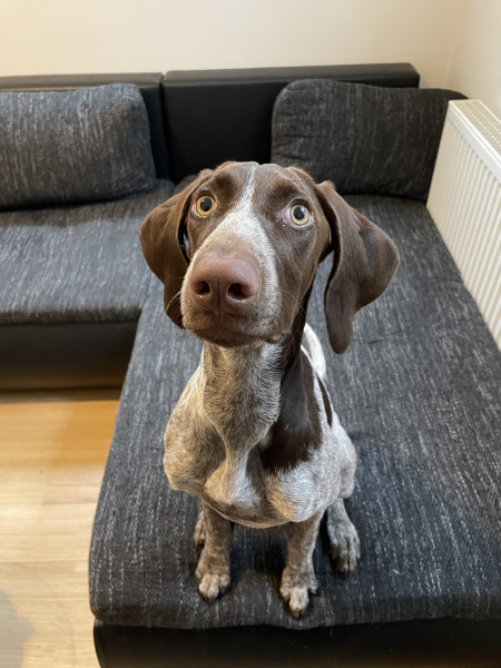 Ciri lvíče z Cintry 