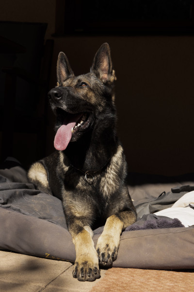 Porthos
