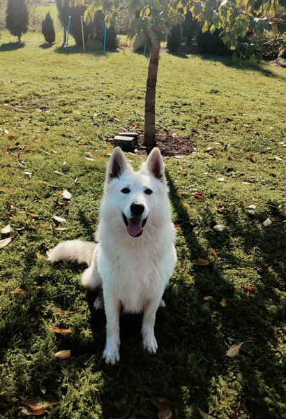 Eddye Edmond Barniko Line