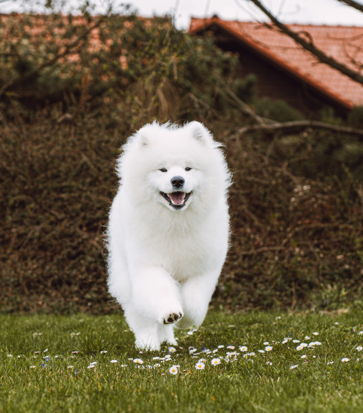 Dante Dago Lebaya Samoyed