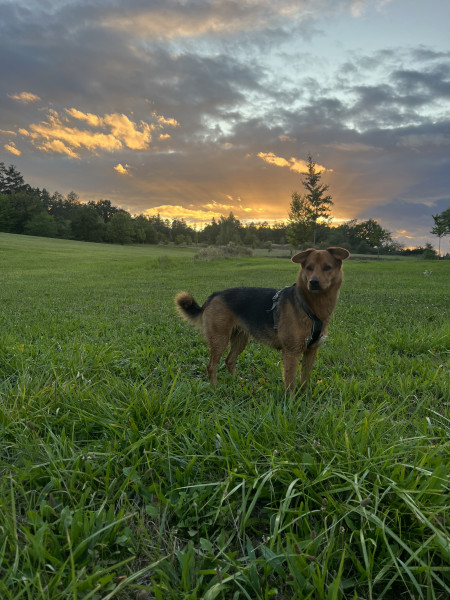 Maggie