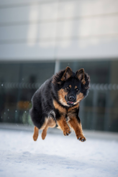 Fairytale Bohemian Crystals