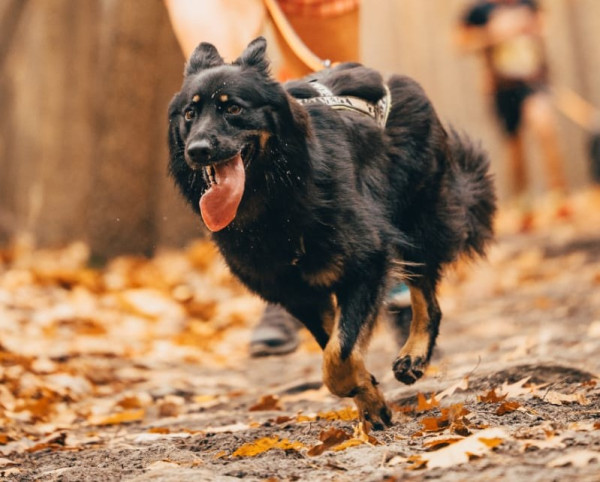 Cinnamony Ceridwen z Pohoří Kull