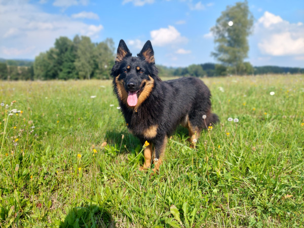 Branwen z Pohoří Kull