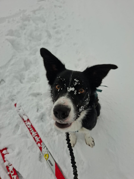 Beat the best Sounds great (Dobby)