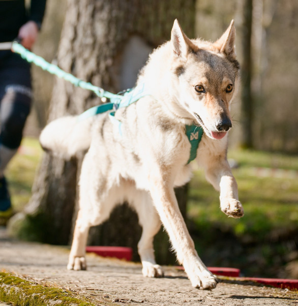 Eywa z Černých lesů