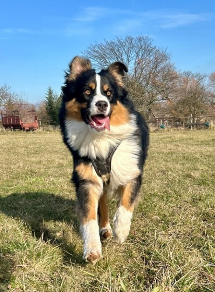 Baloo