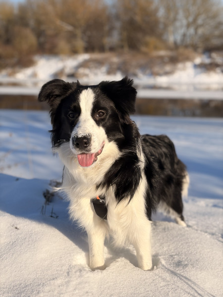 Albus