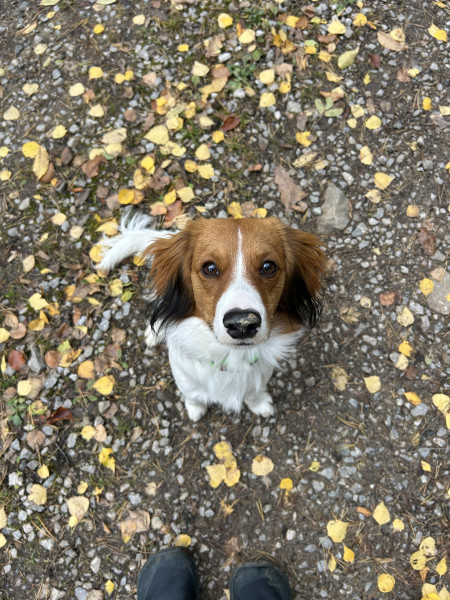 Lupo