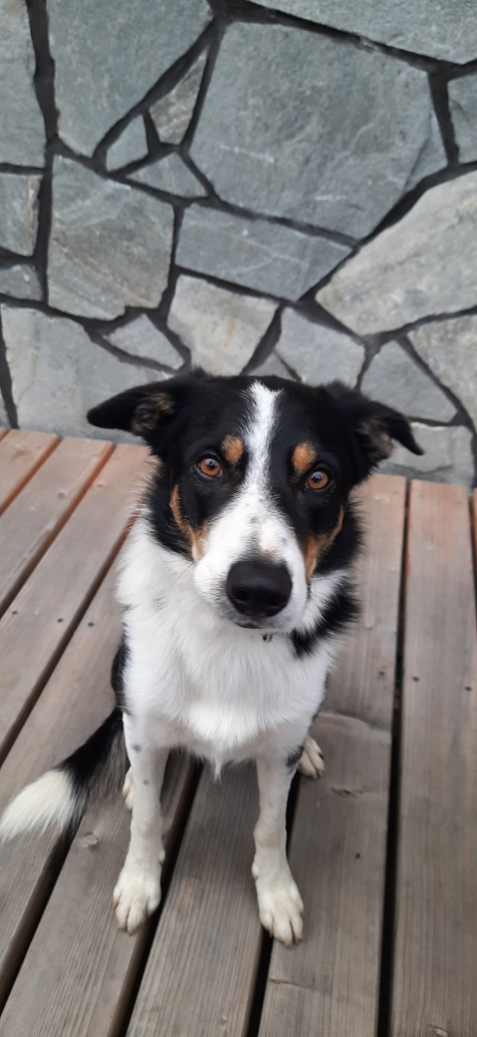 Archie