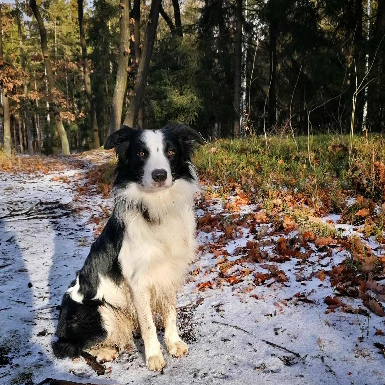 Railey