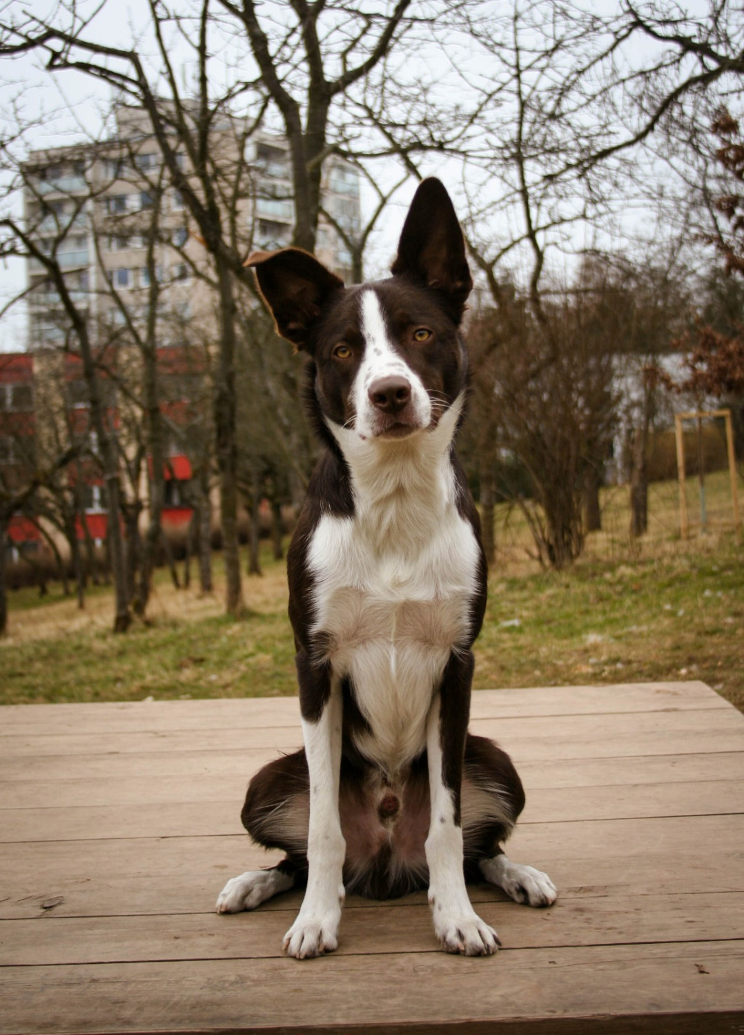 Koda