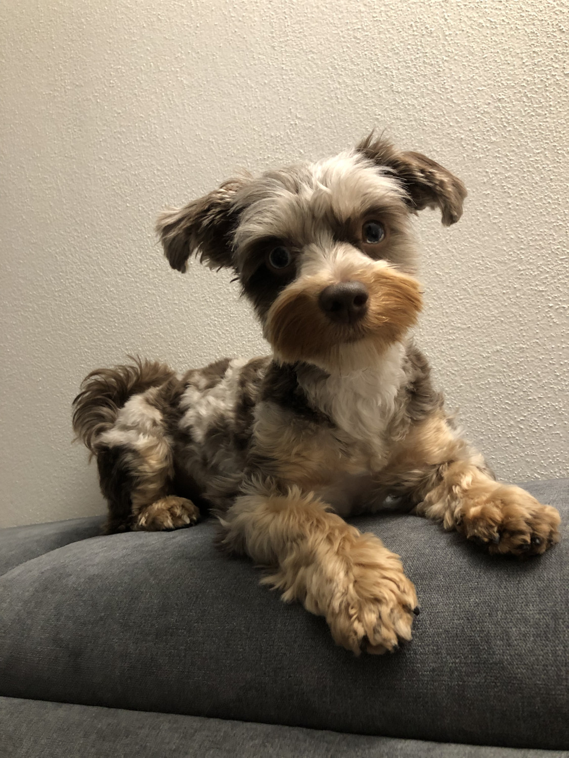 Molly