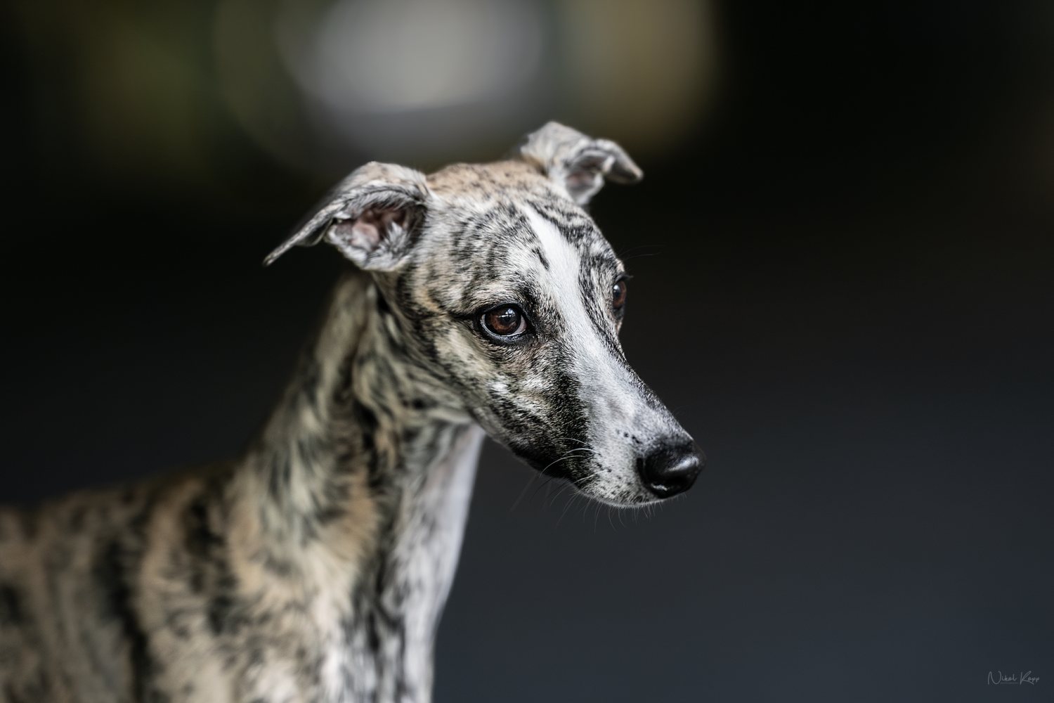 Elyon Domestic Angel