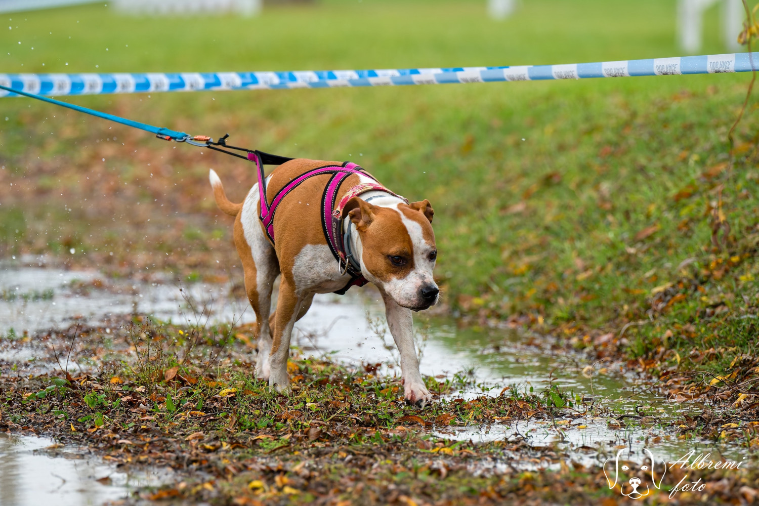 Gladis Promising Furure (Geena)