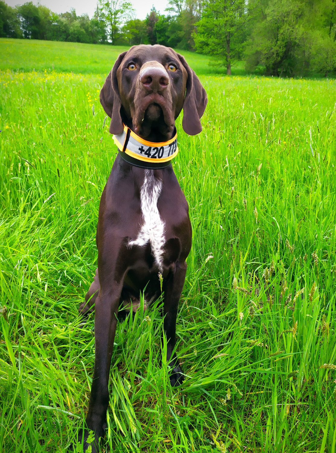 Ilja od Štítárského rybníka