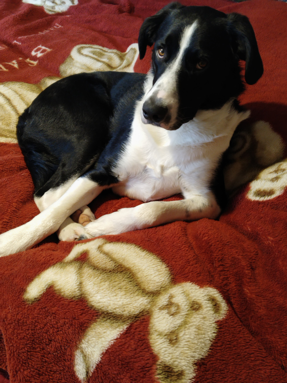 Merlin