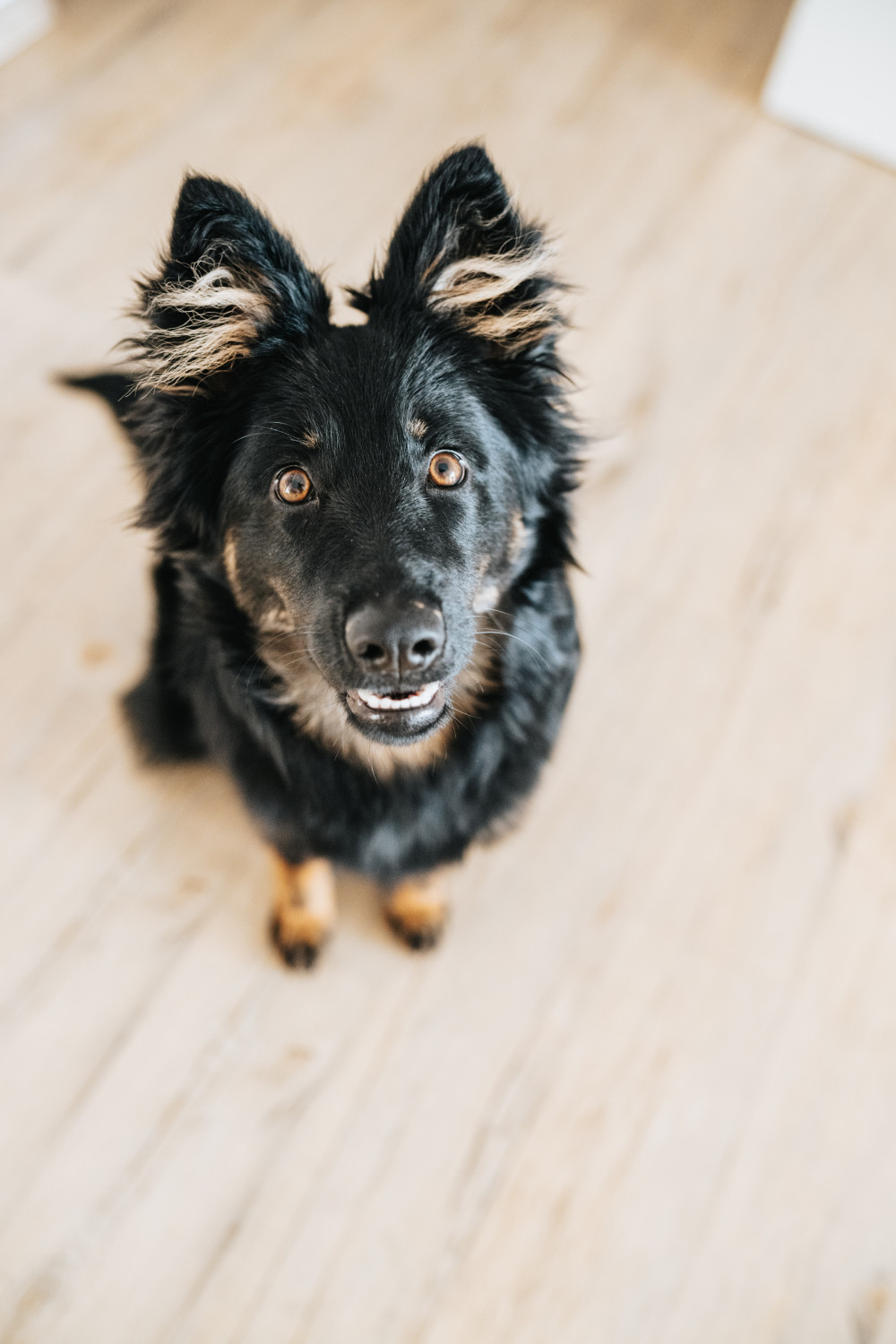 Gugulana Chodský drahokam