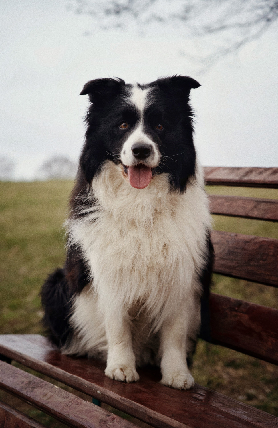 Archie