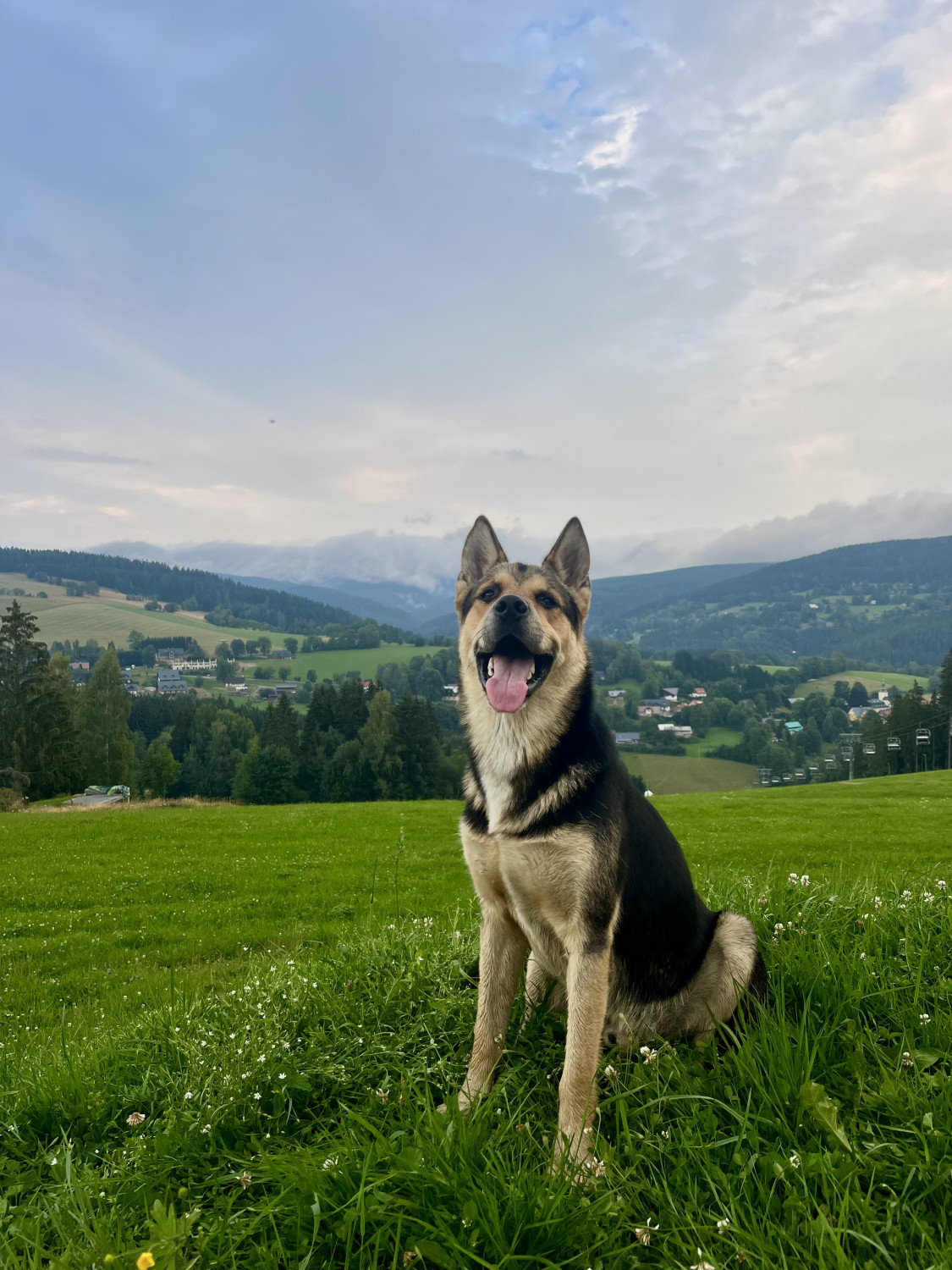 Archie